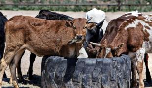 Doença Respiratória Bovina: causas e tratamento