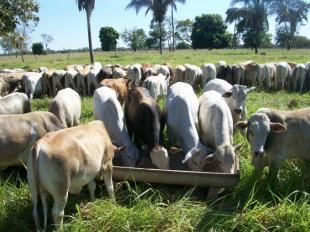 Suplementação para gado de corte em pastagem é uma boa opção