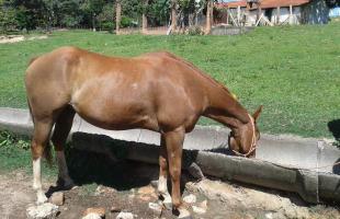 Anemia Infecciosa Equina: Sintomas e Controle